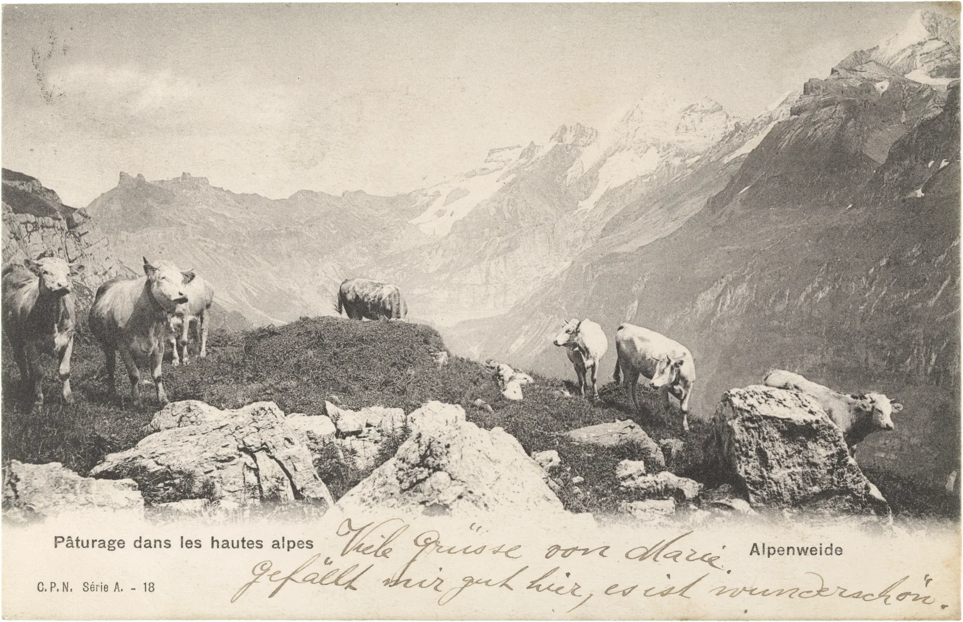 Pâturage dans les hautes alpes. Alpenweide. – Vorderseite